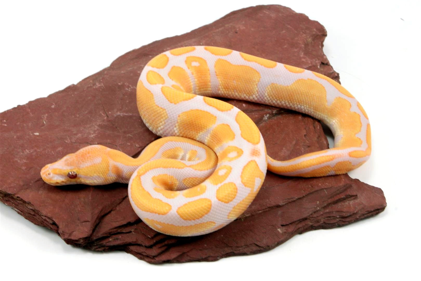 Lavender Albino het Pied Ball Python All Reptiles