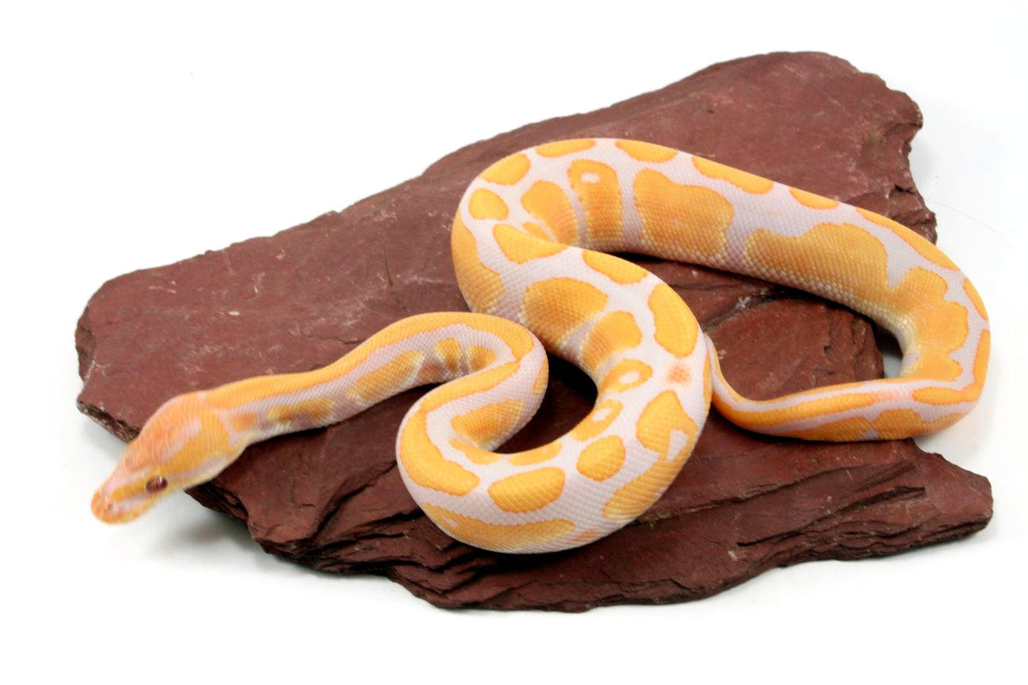 Lavender Albino het Pied Ball Python All Reptiles