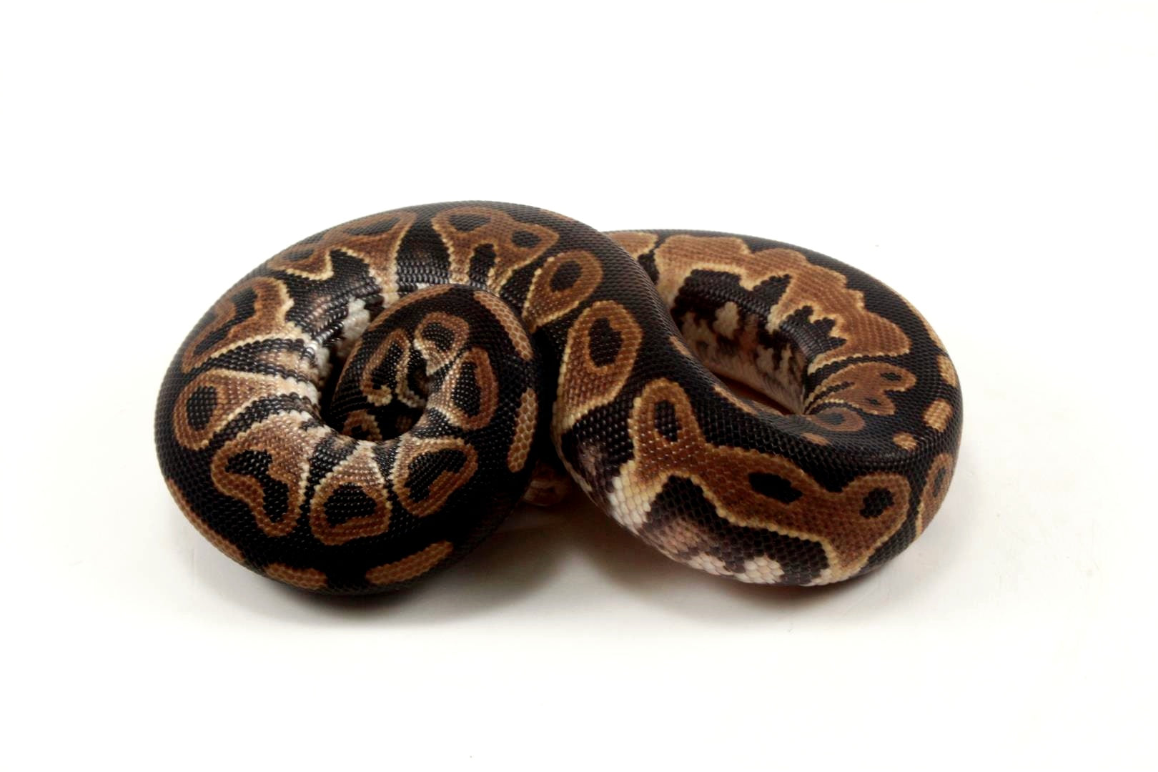 Asphalt Het Red Axanthic Ball Python - All Reptiles