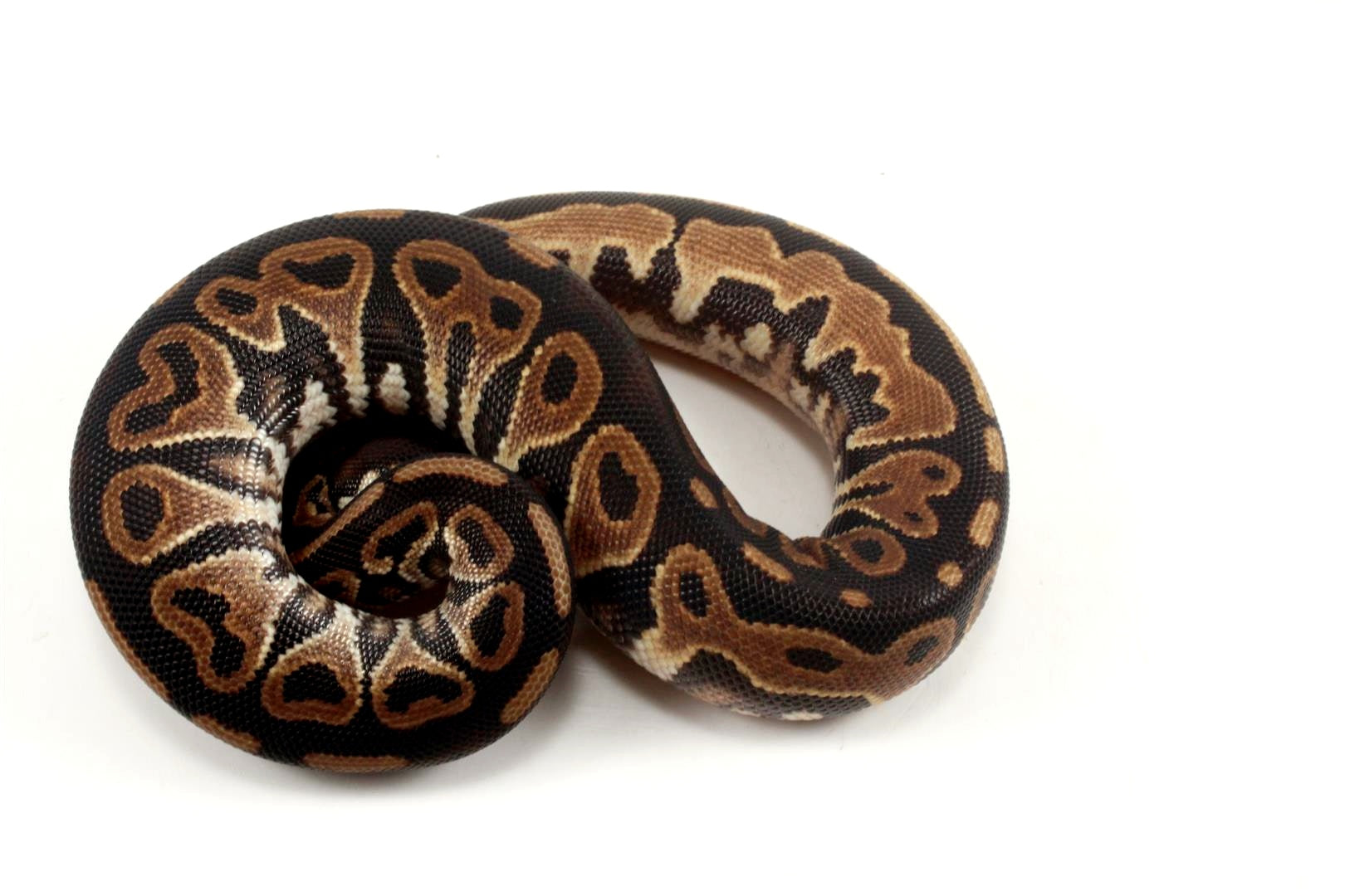Asphalt Het Red Axanthic Ball Python - All Reptiles