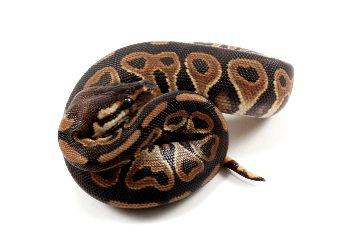 Asphalt Het Red Axanthic Ball Python - All Reptiles