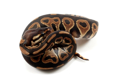 Asphalt Het Red Axanthic Ball Python - All Reptiles