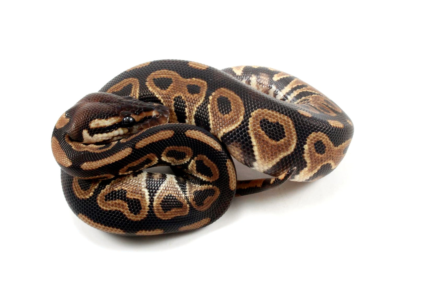 Asphalt Het Red Axanthic Ball Python - All Reptiles