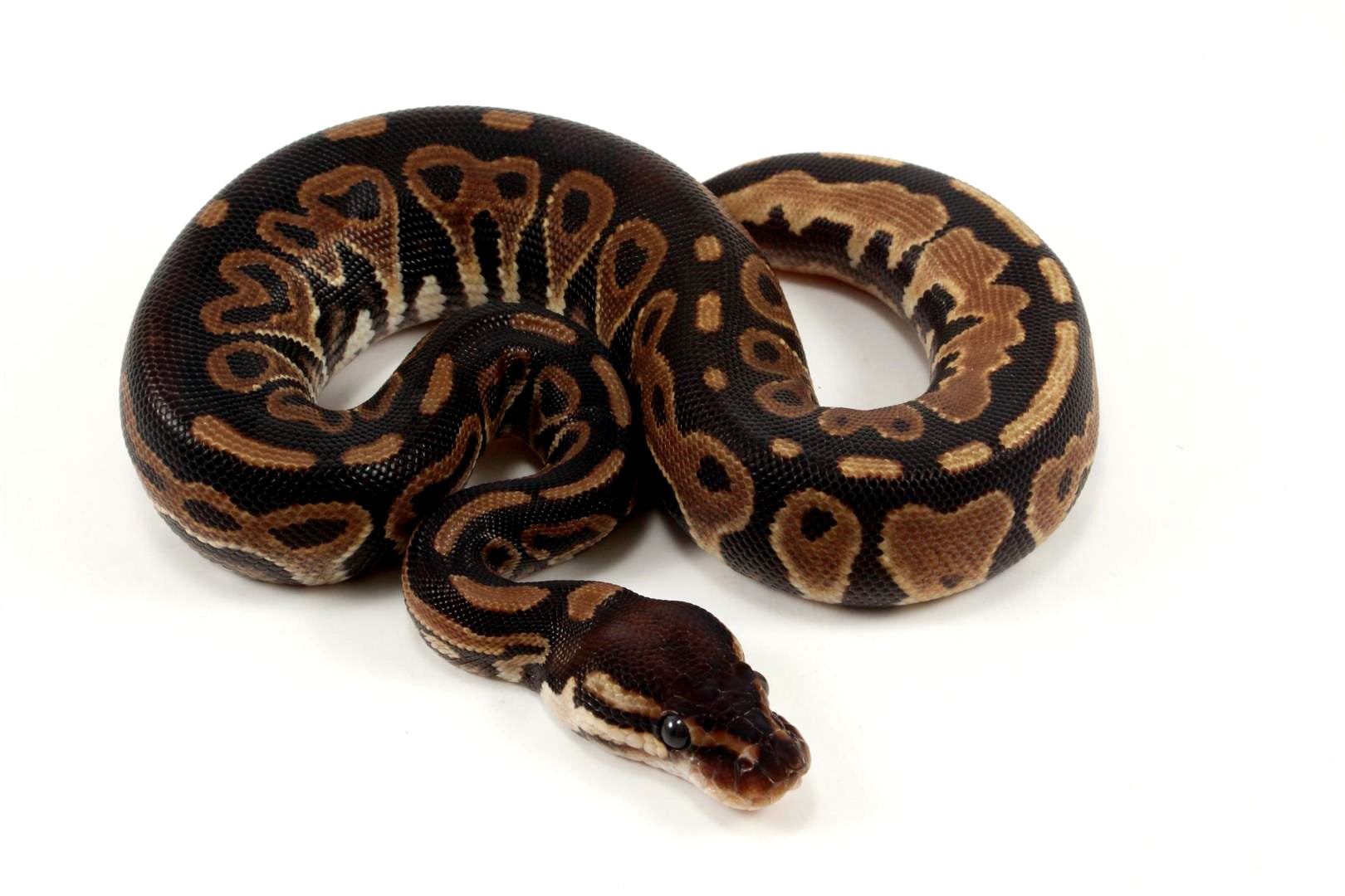 Asphalt Het Red Axanthic Ball Python - All Reptiles