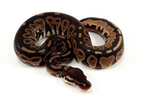 Asphalt Het Red Axanthic Ball Python - All Reptiles