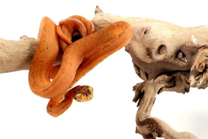 CB Red Amazon Tree Boa