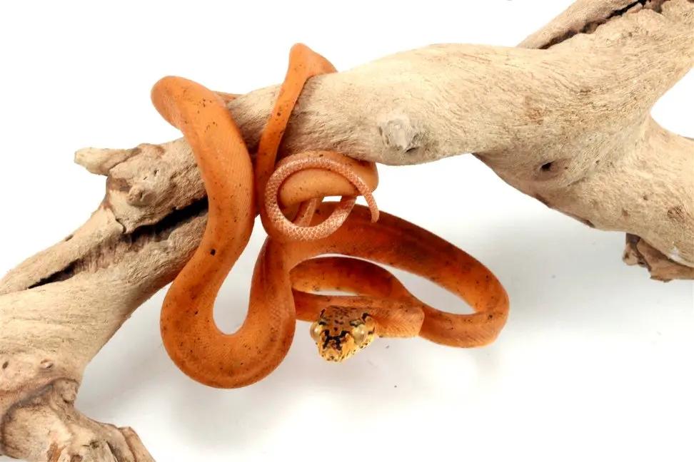 CB Red Amazon Tree Boa