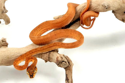 CB Red Amazon Tree Boa