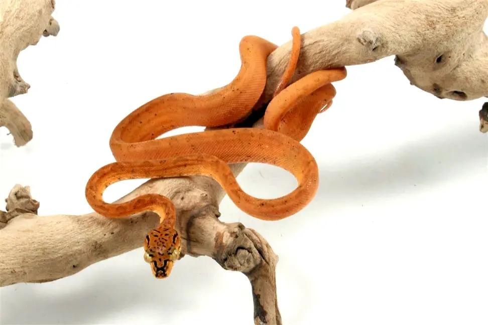 CB Red Amazon Tree Boa