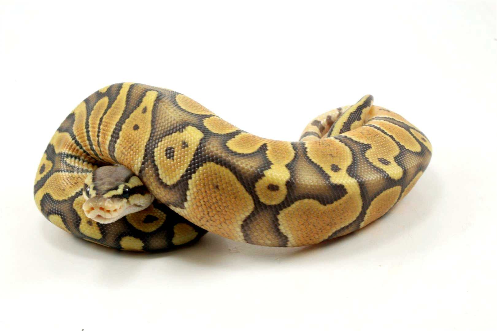 Chocolate POG Ball Python - All Reptiles