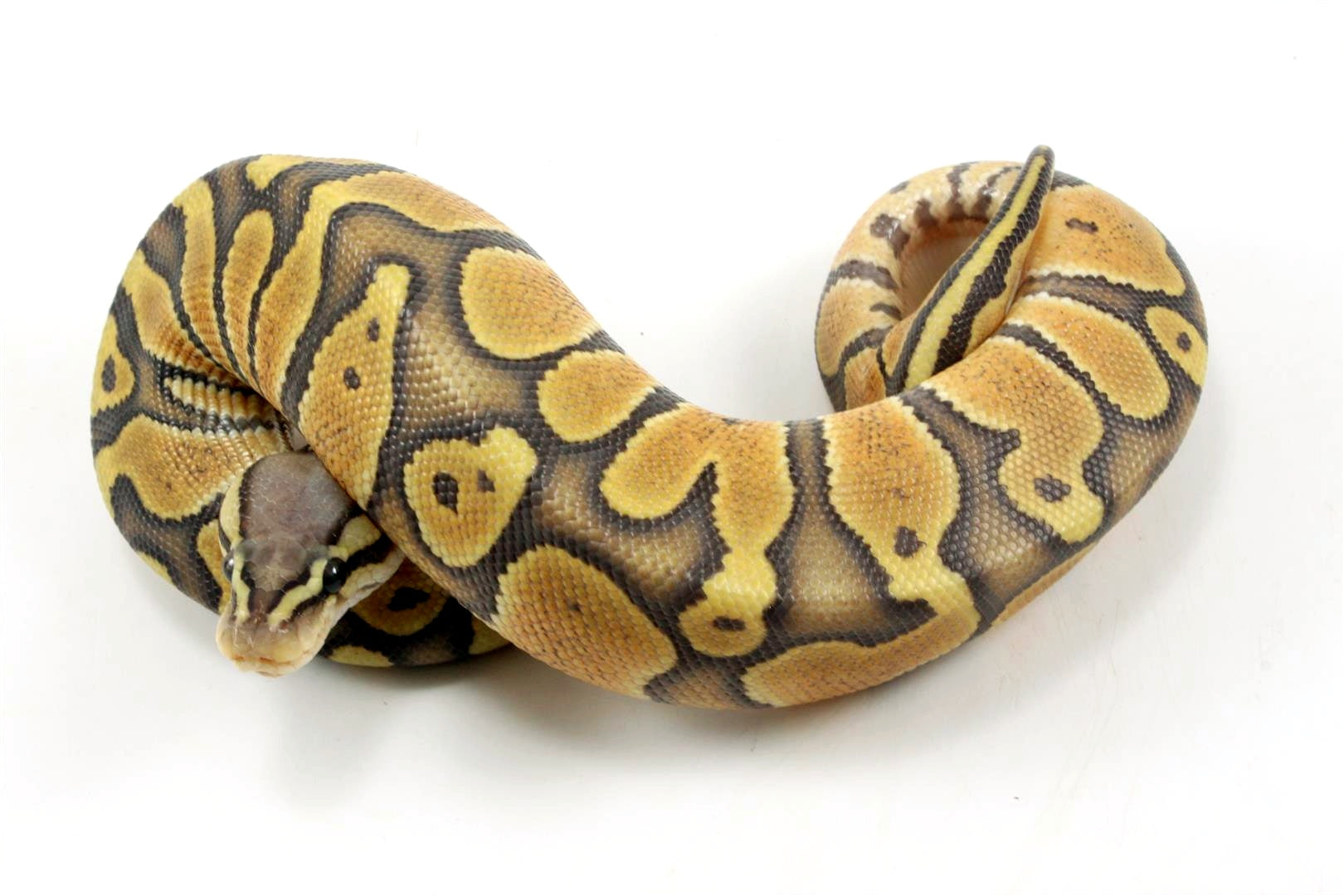 Chocolate Pastel Orange Ghost Ball Python - All Reptiles