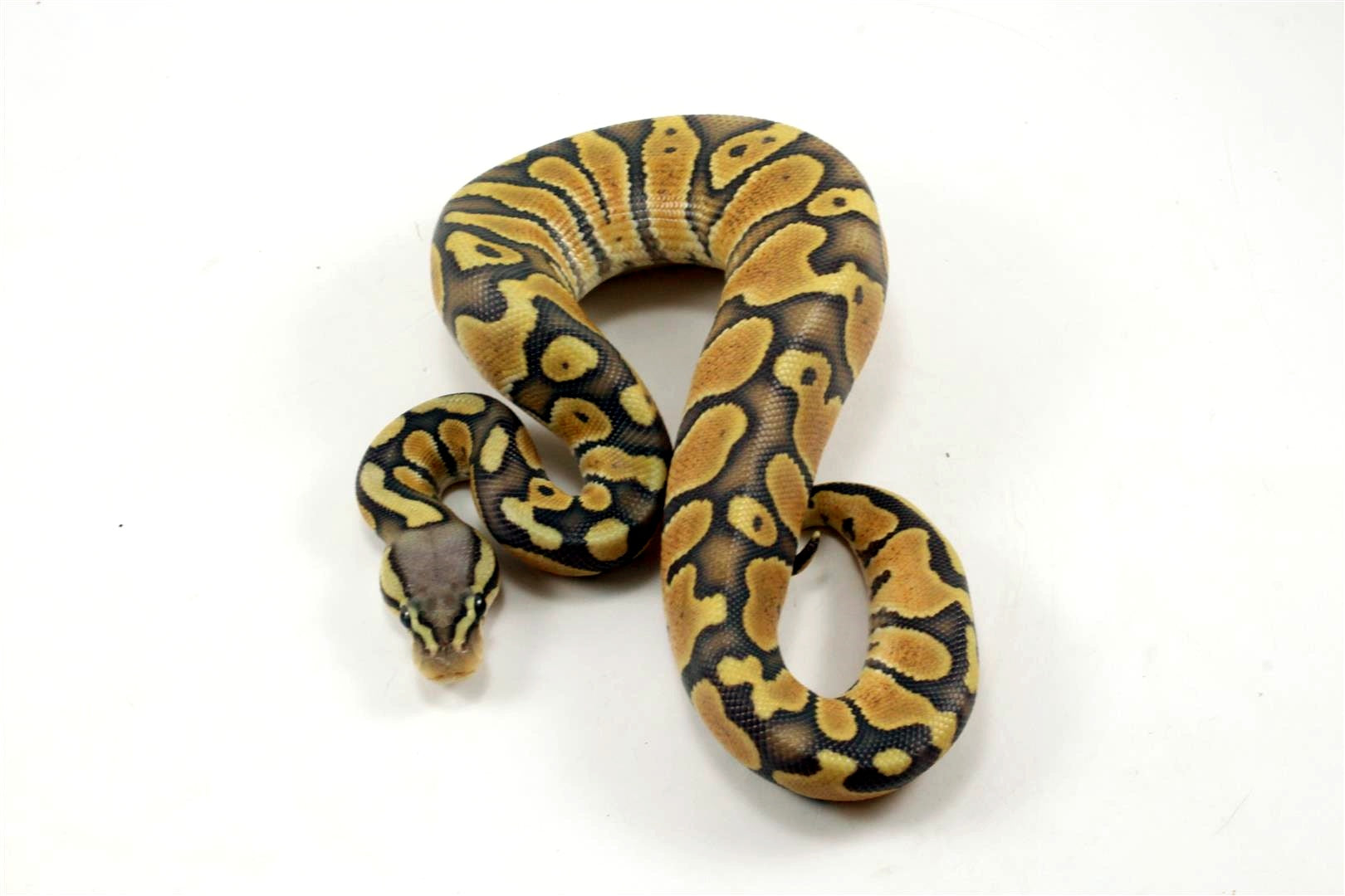 Chocolate POG Ball Python - All Reptiles