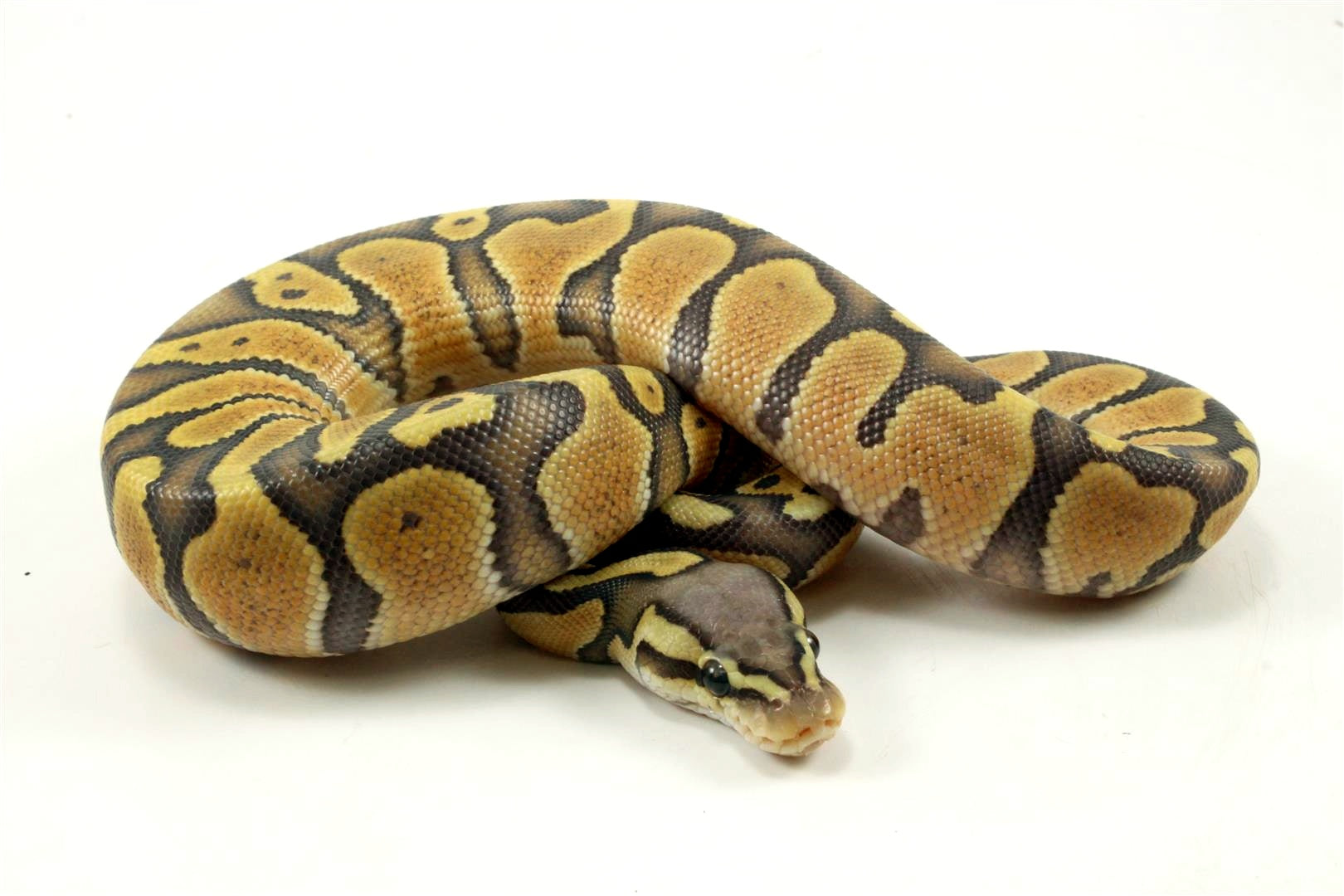 Chocolate POG Ball Python - All Reptiles
