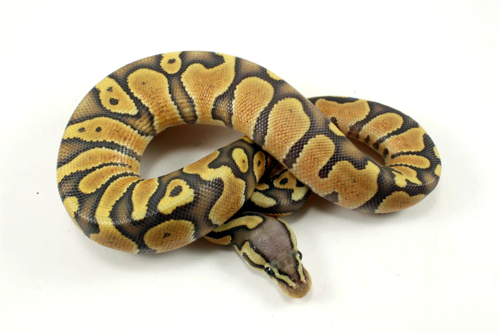 Chocolate POG Ball Python - All Reptiles
