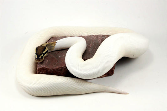 High White Fire Pied Ball Python All Reptiles