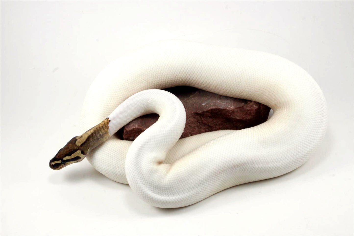 High White Fire Pied Ball Python All Reptiles
