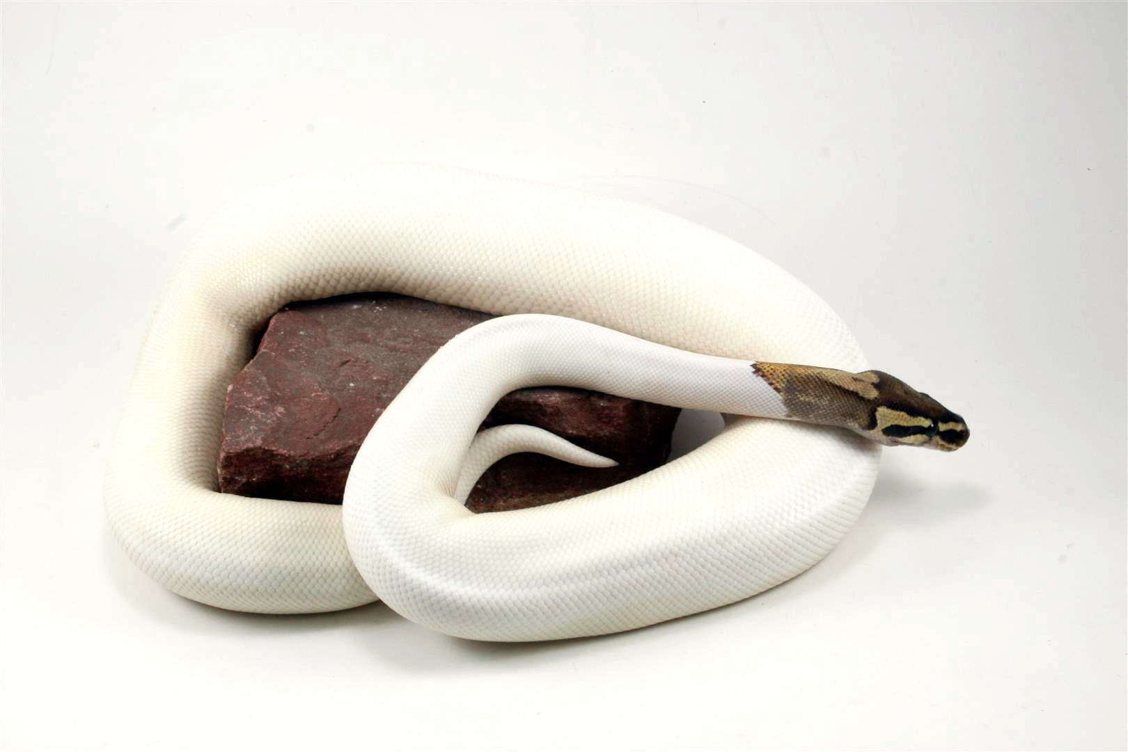 High White Fire Pied Ball Python All Reptiles