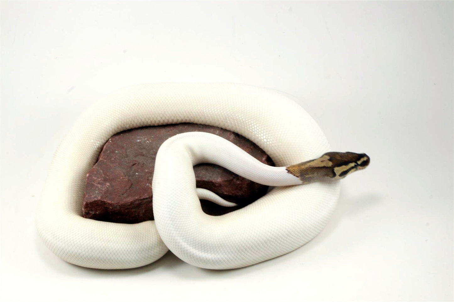 High White Fire Pied Ball Python All Reptiles