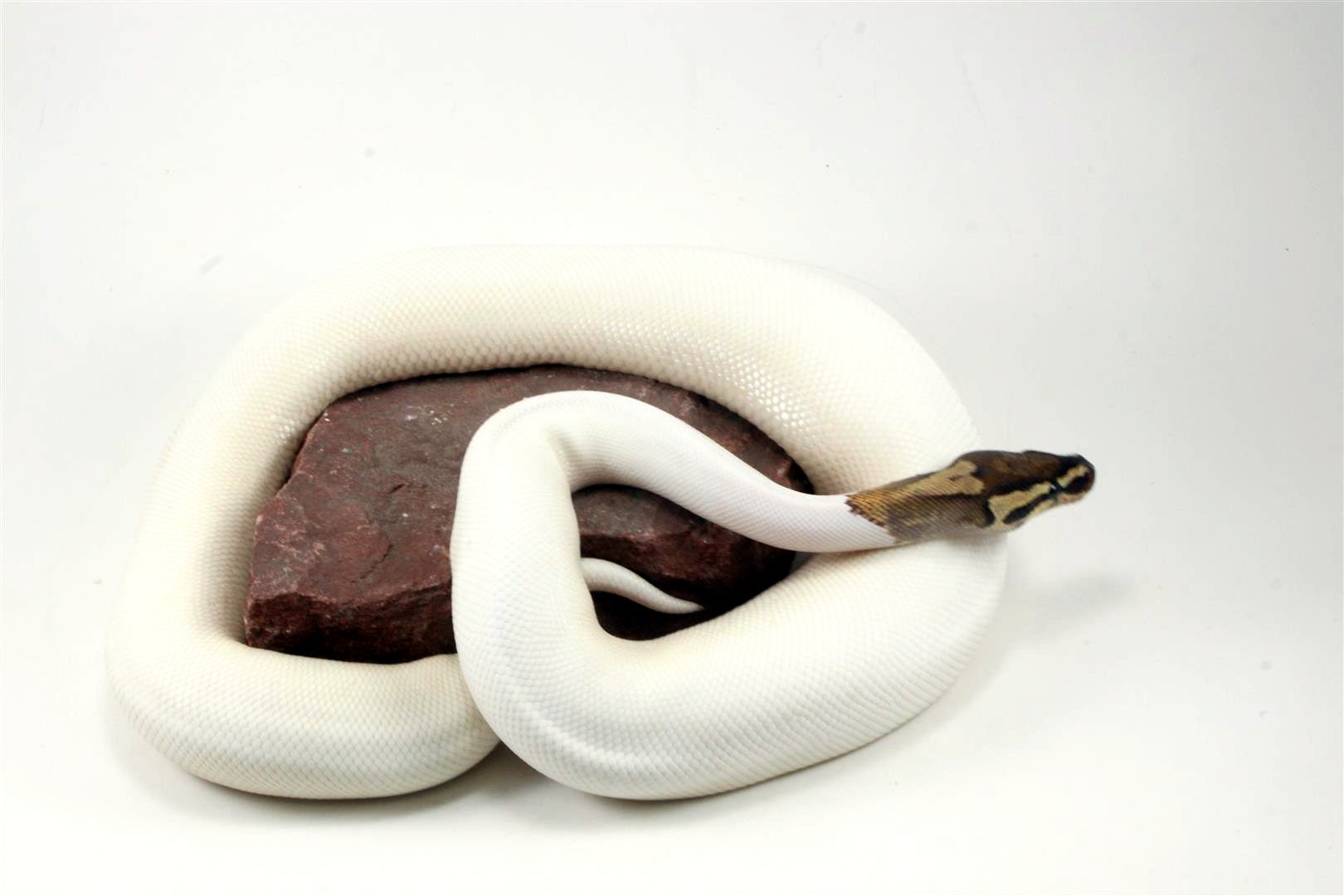 High White Fire Pied Ball Python All Reptiles