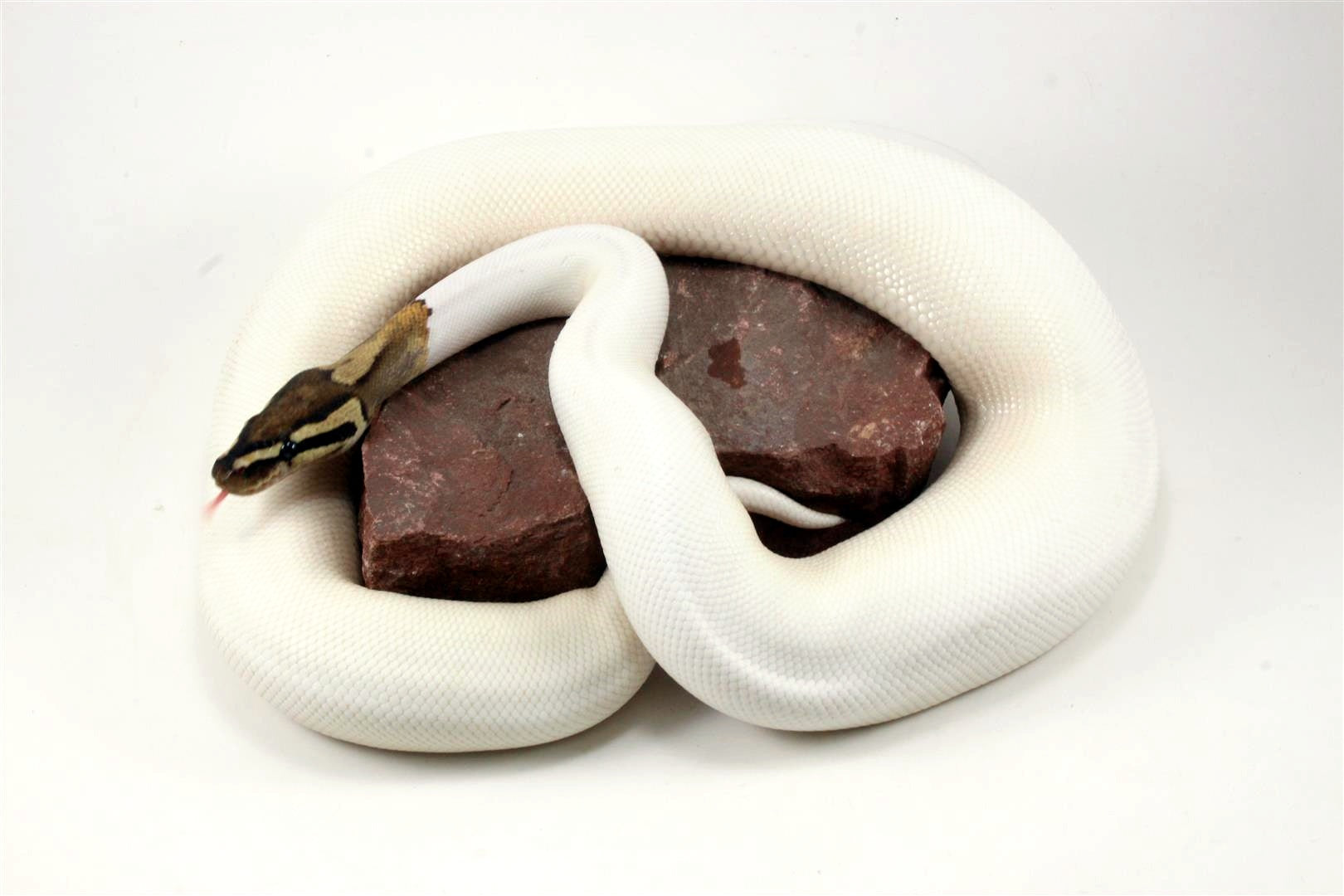 High White Fire Pied Ball Python All Reptiles