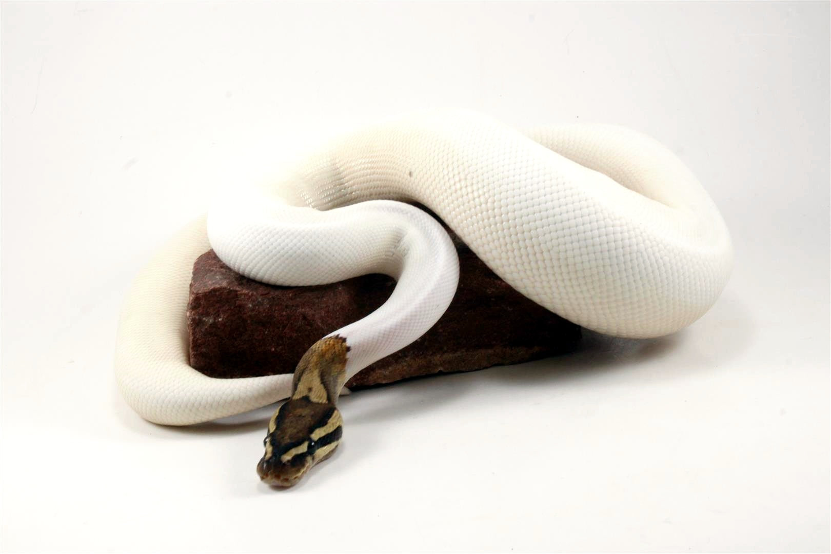 High White Fire Pied Ball Python All Reptiles