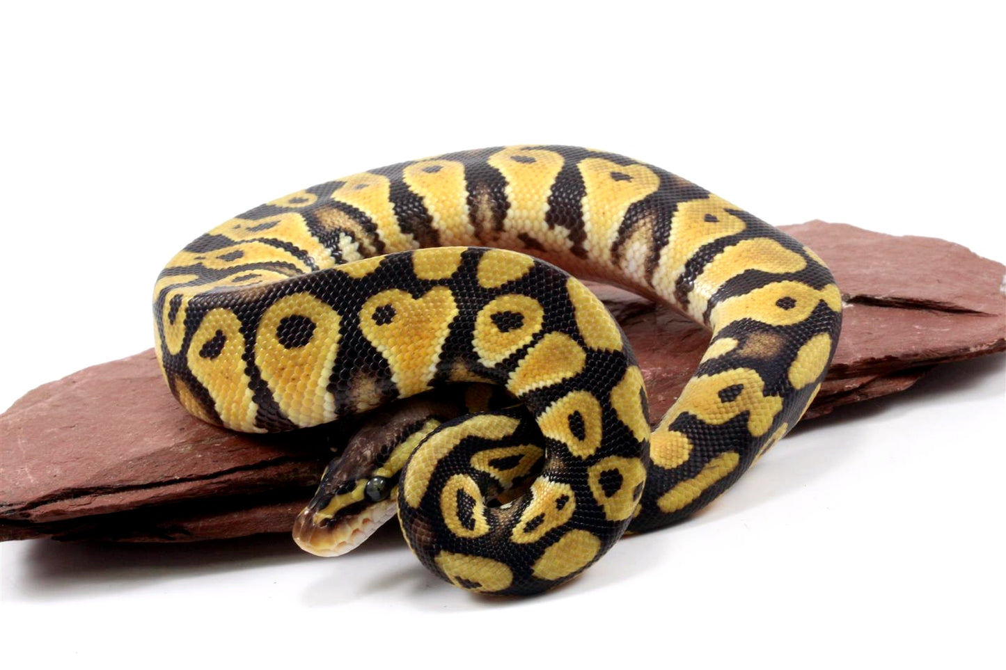 Pastel Ball Python All Reptiles