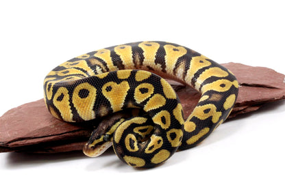 Pastel Ball Python All Reptiles