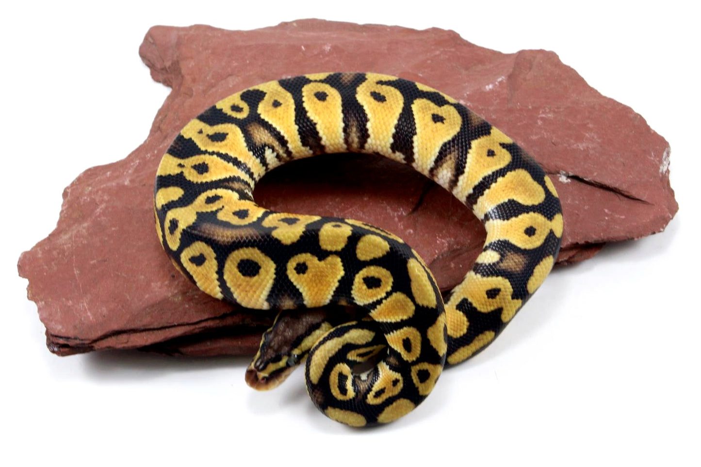Pastel Ball Python All Reptiles