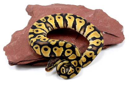 Pastel Ball Python All Reptiles