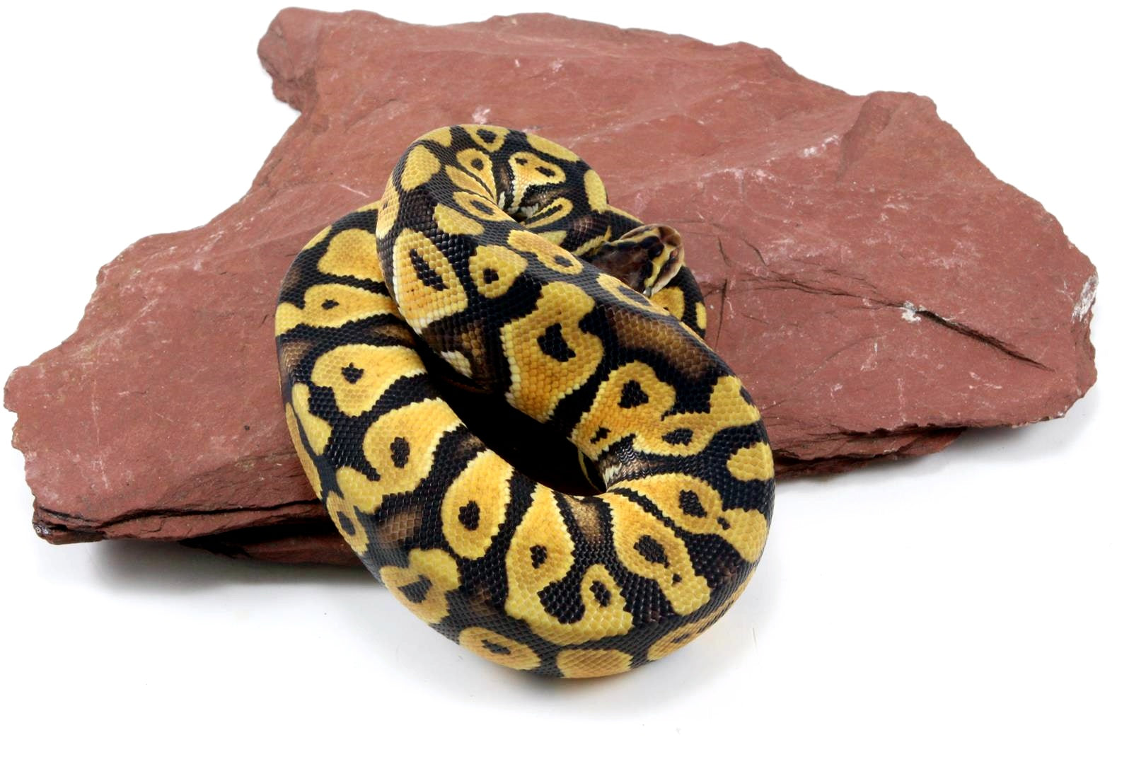 Pastel Ball Python All Reptiles