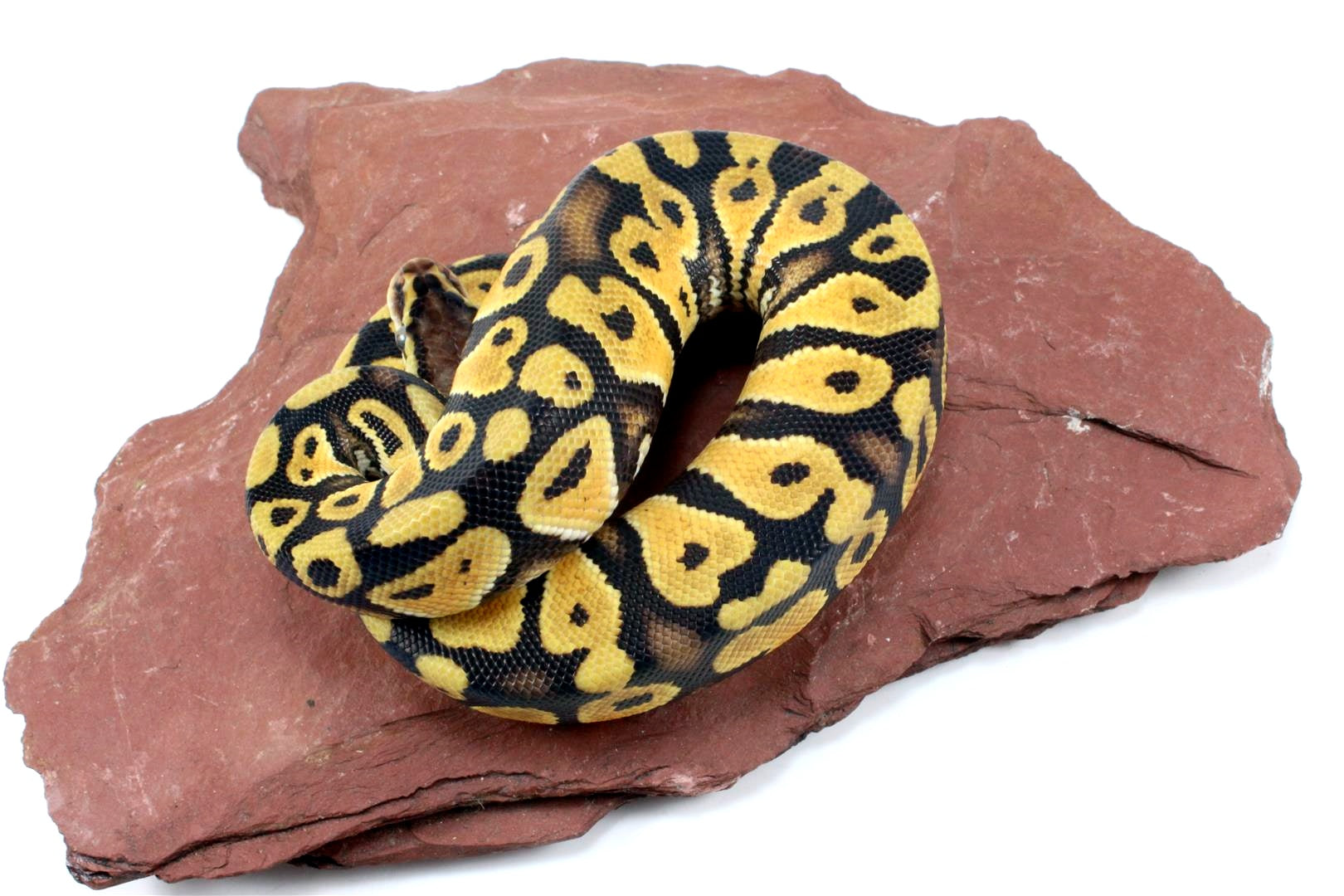 Pastel Ball Python All Reptiles