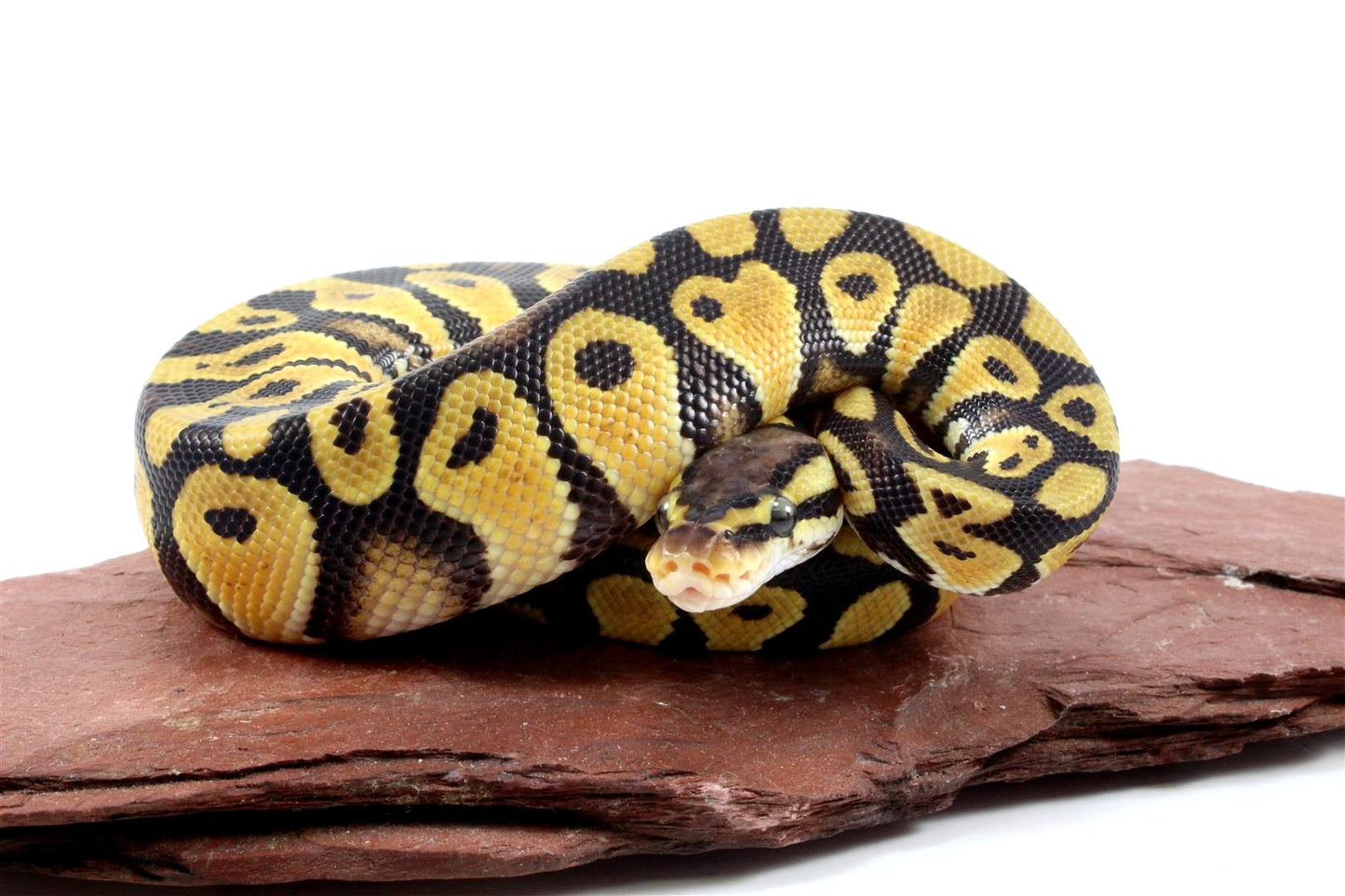 Pastel Ball Python All Reptiles