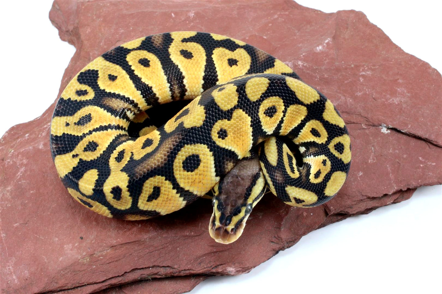 Pastel Ball Python All Reptiles