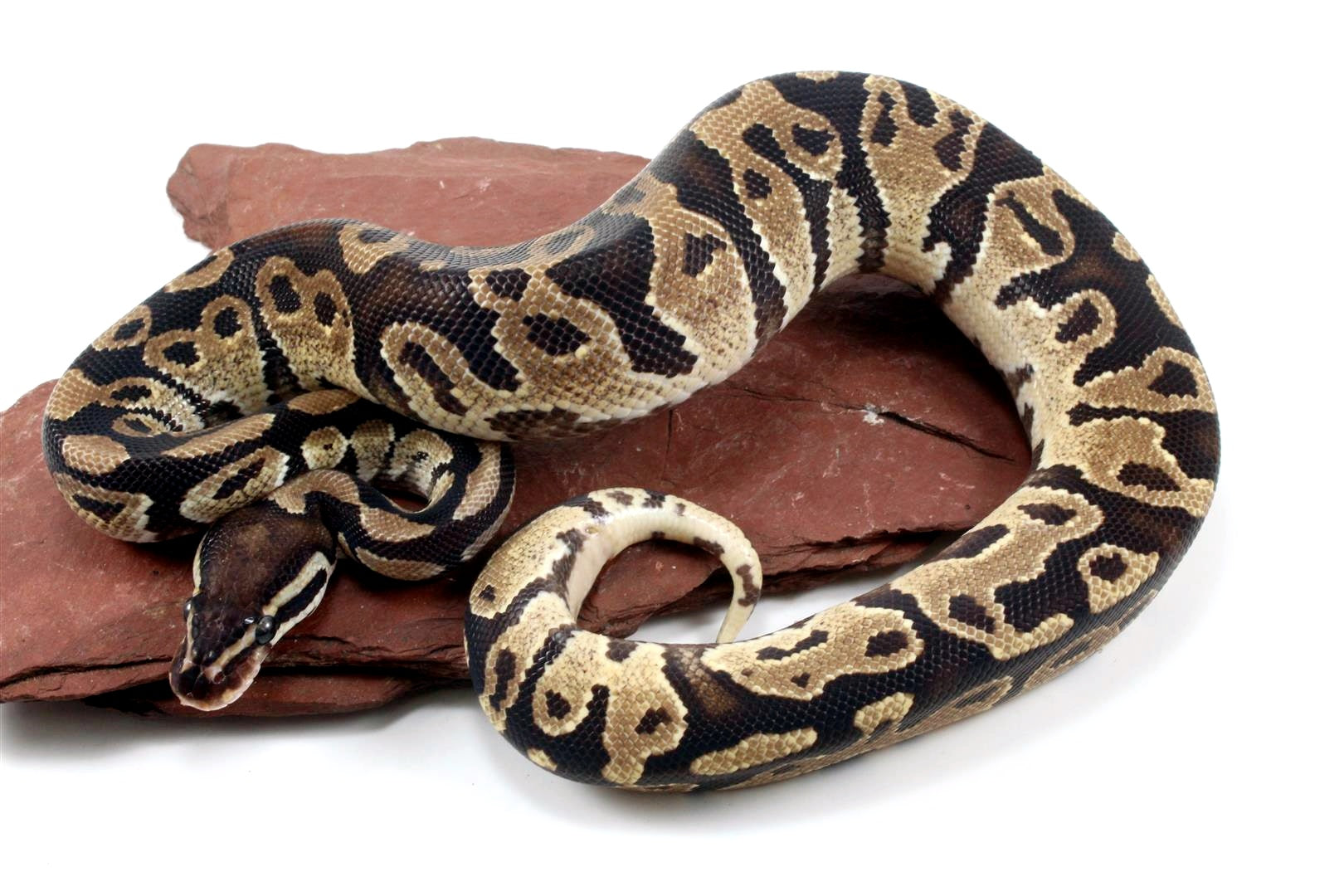 Fire Ball Python All Reptiles
