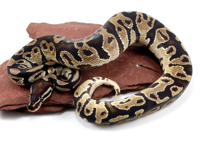 Fire Ball Python All Reptiles