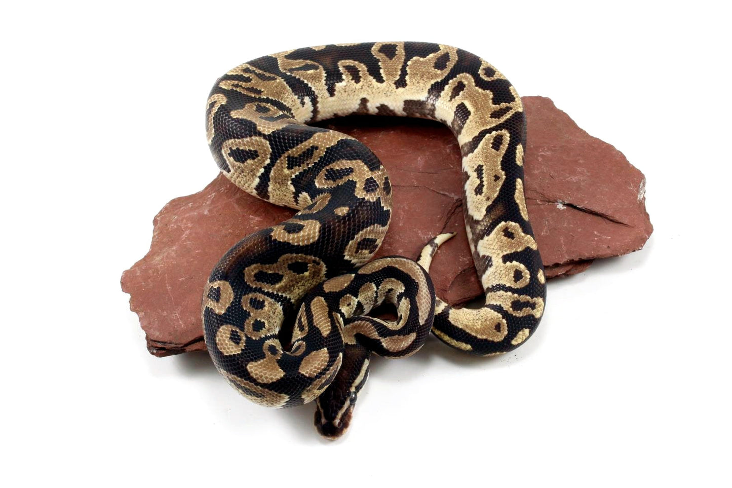Fire Ball Python All Reptiles