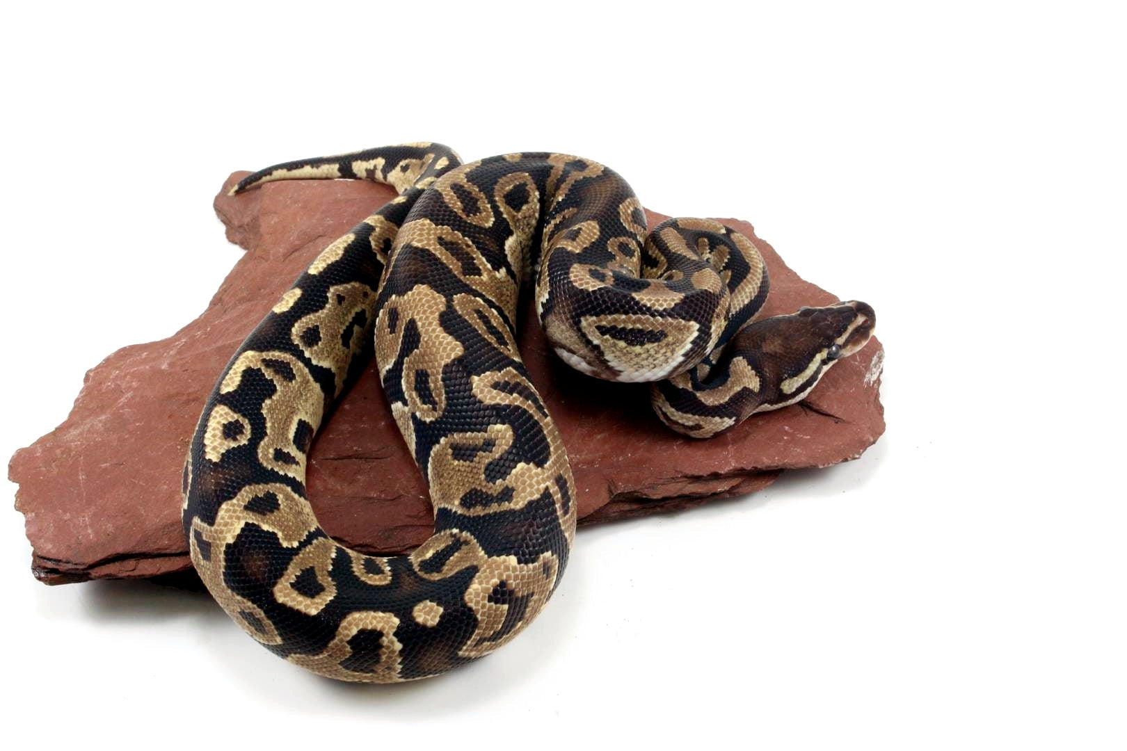 Fire Ball Python All Reptiles