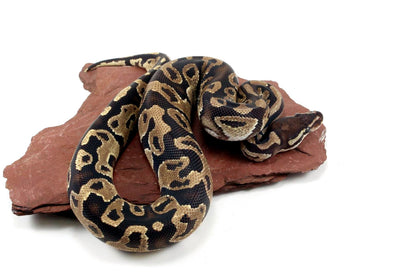 Fire Ball Python All Reptiles