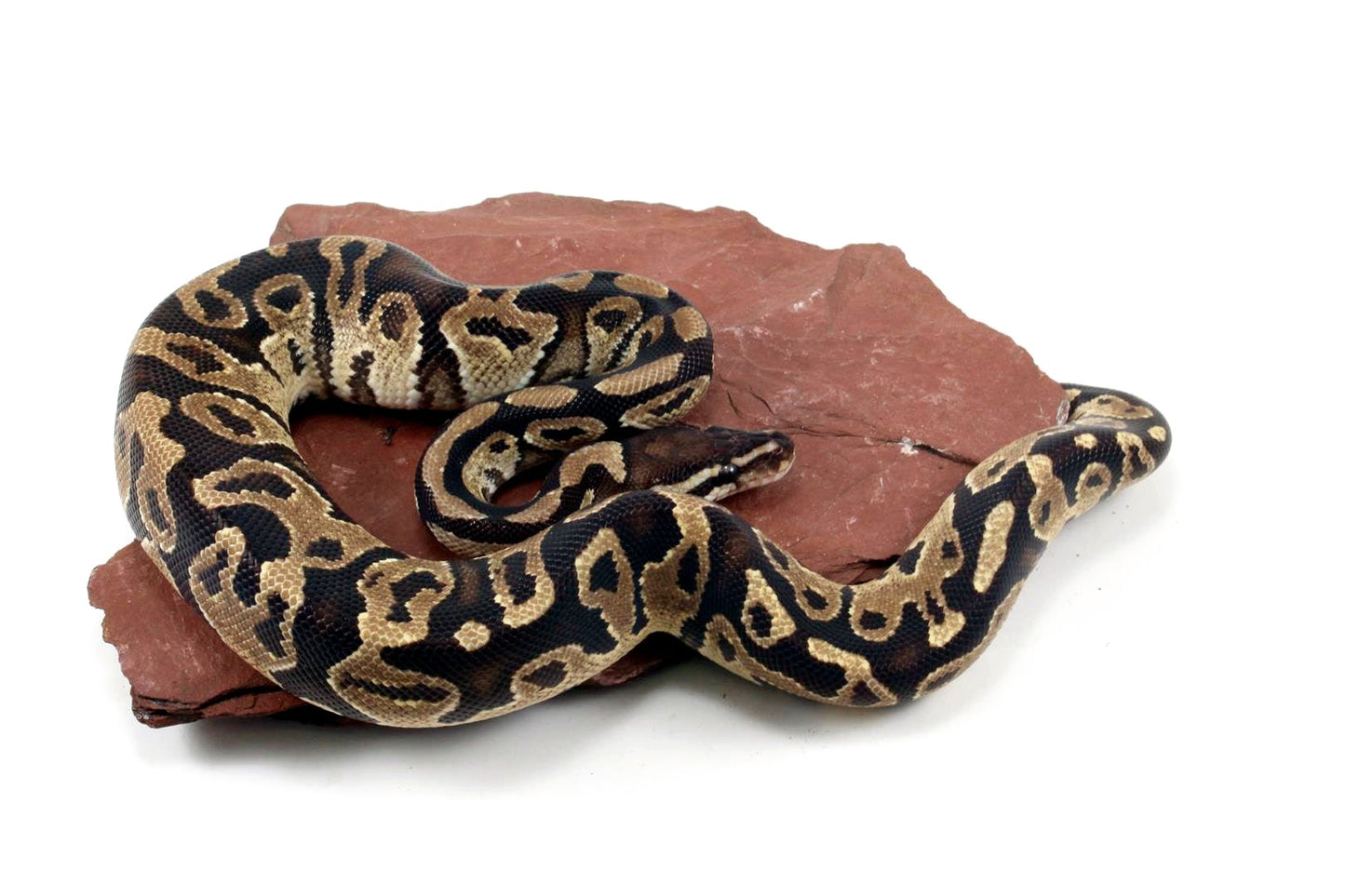 Fire Ball Python All Reptiles