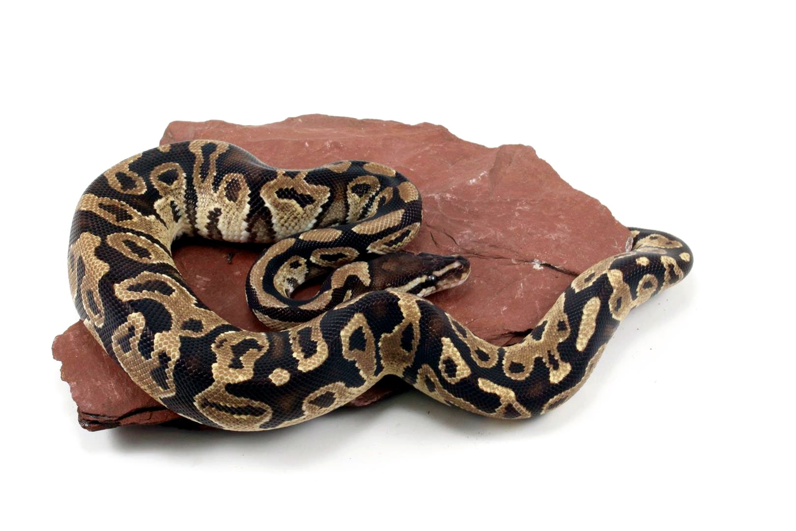 Fire Ball Python All Reptiles