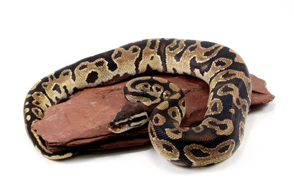 Fire Ball Python All Reptiles