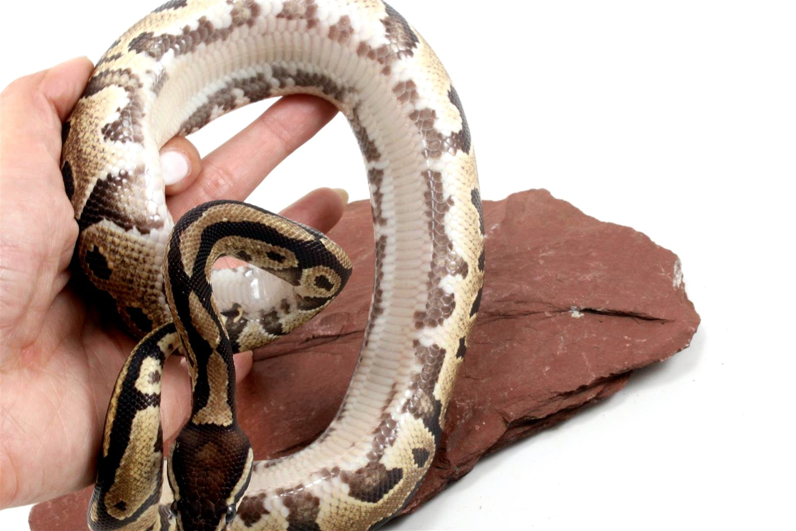 Fire Ball Python All Reptiles