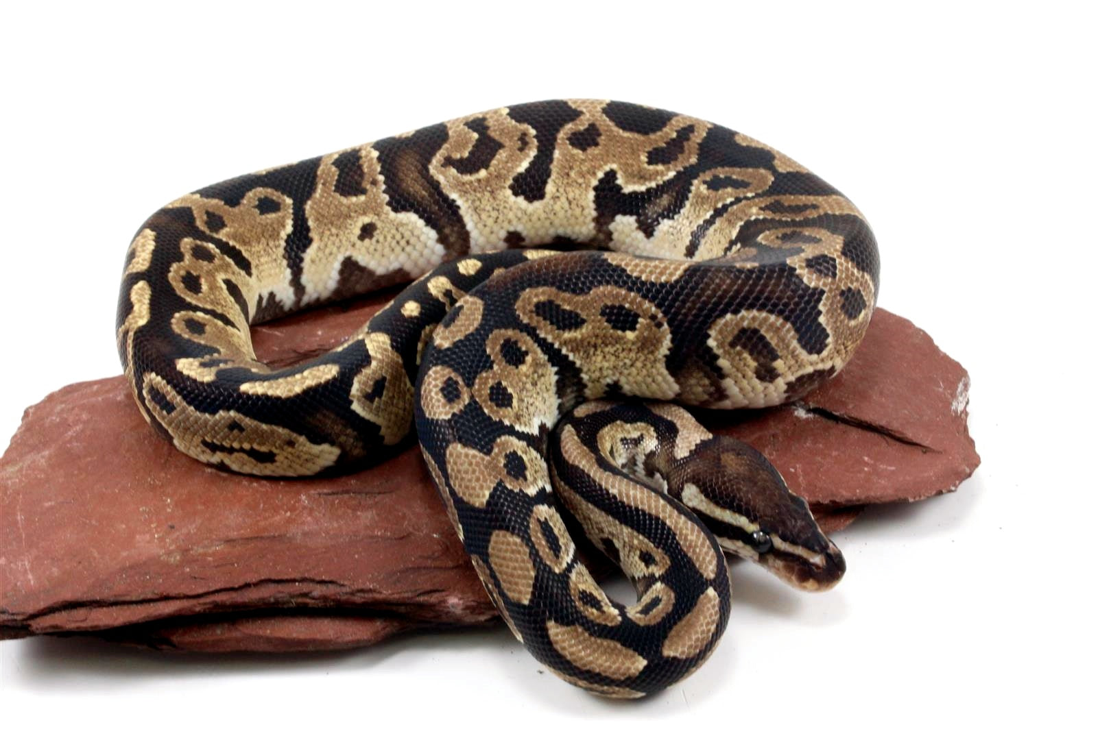 Fire Ball Python All Reptiles
