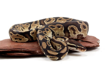 Fire Ball Python All Reptiles