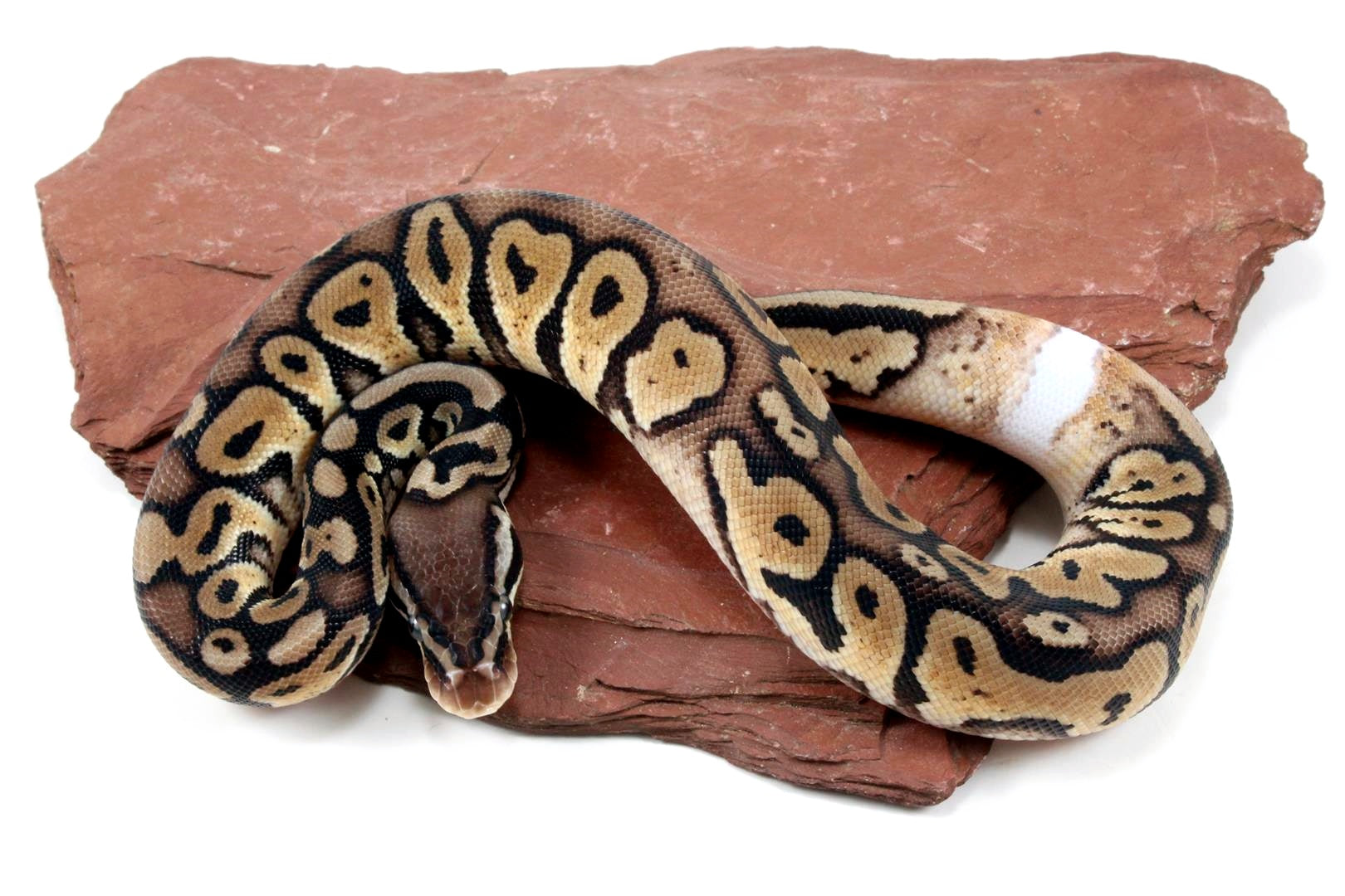 Pastel Het Red Axanthic Ringer Ball Python All Reptiles