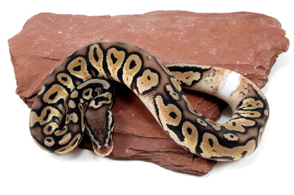 Pastel Het Red Axanthic Ringer Ball Python All Reptiles