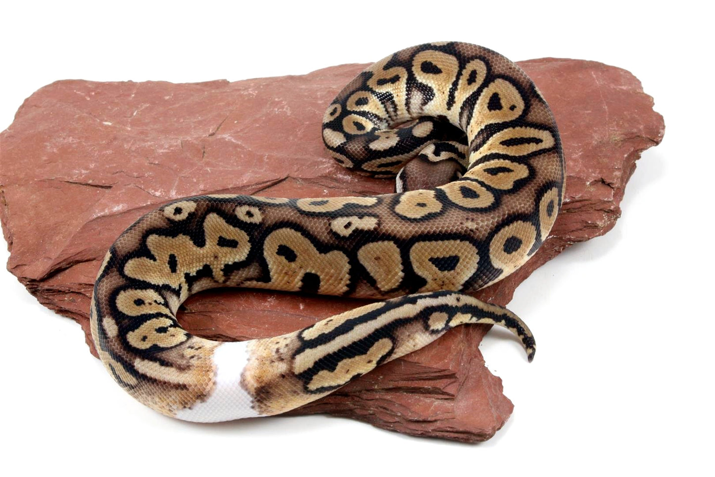 Pastel Het Red Axanthic Ringer Ball Python All Reptiles