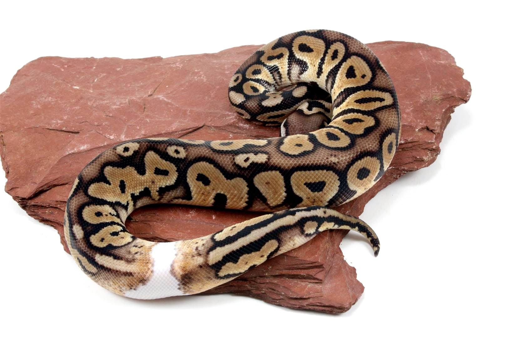 Pastel Het Red Axanthic Ringer Ball Python All Reptiles