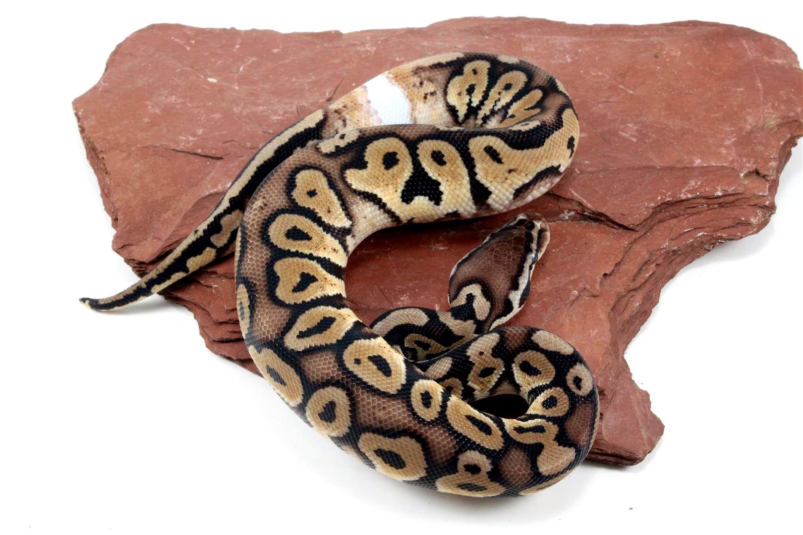 Pastel Het Red Axanthic Ringer Ball Python All Reptiles
