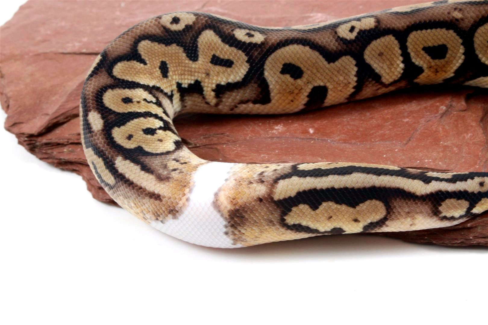 Pastel Het Red Axanthic Ringer Ball Python All Reptiles